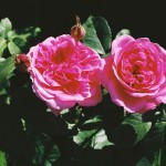 Gertrude Jekyll Roses