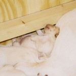 Gigha’s Puppies, March 2011: Happily Snuggled